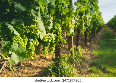 快猫回家视频 快猫回家视频